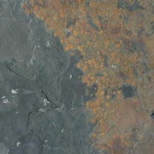 MS International Three Rivers Gold 12 in. x 12 in. Gauged Slate Floor and Wall Tile (10 sq. ft. / case)-STRIVGLD1212 202508378